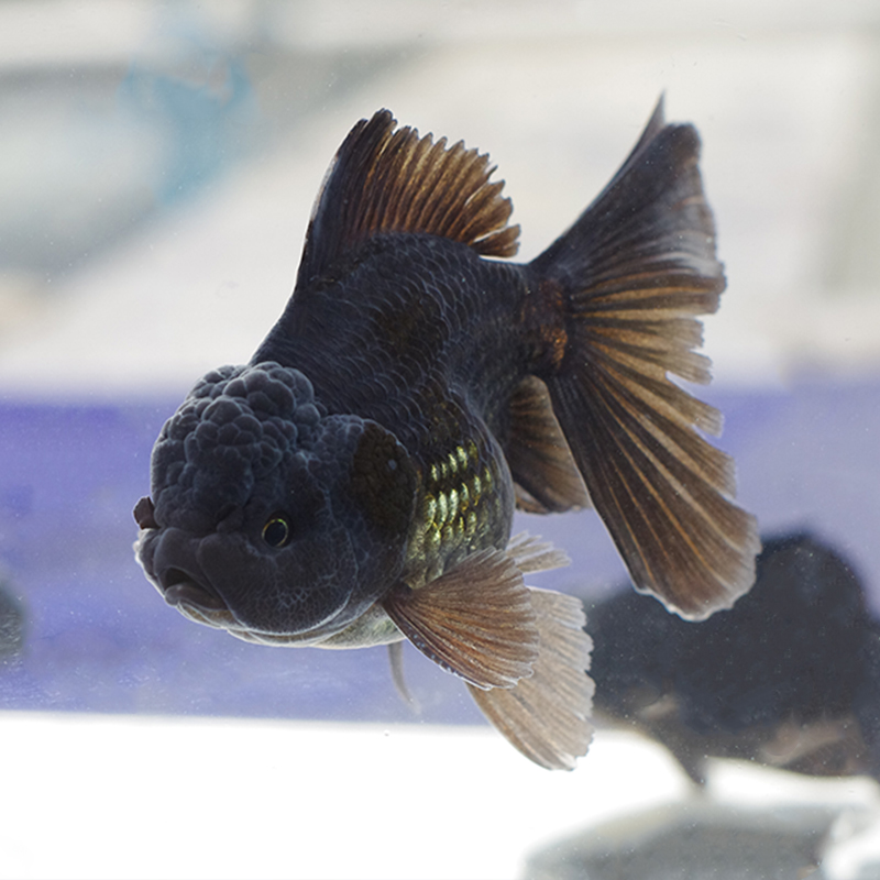 【直播通用链接】原塘直发观赏鱼泰狮百褶千褶【无开箱视频不售后】