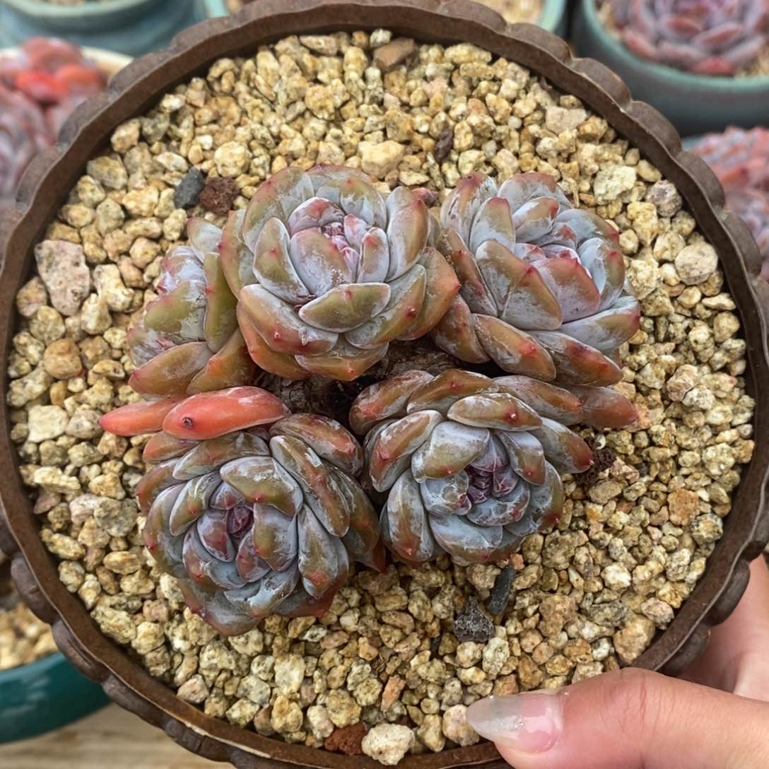 五头脸朝上绿底紫心 