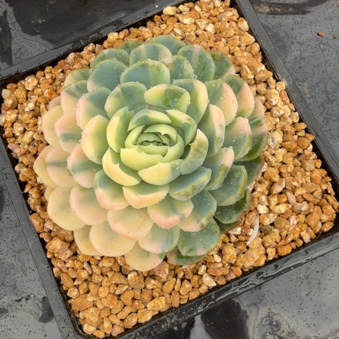 贝瑞锦花单头，多肉锦