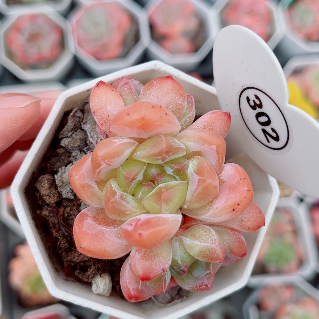 302号小老桩糖心群