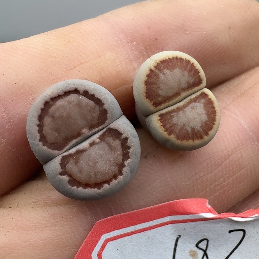 193多肉哈哈哈哈哈哈哈哈