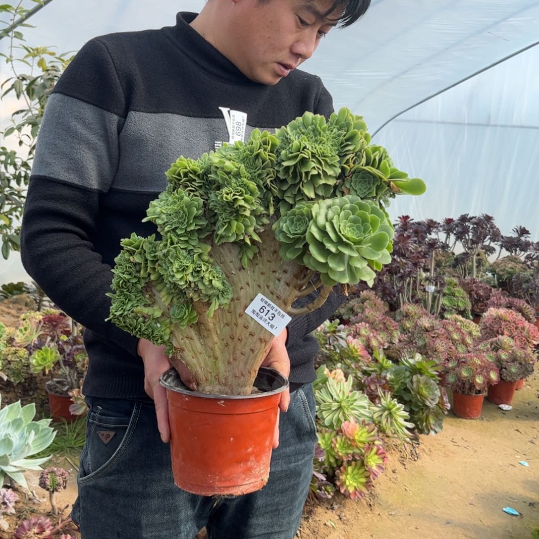 613绿羊绒缀化多肉