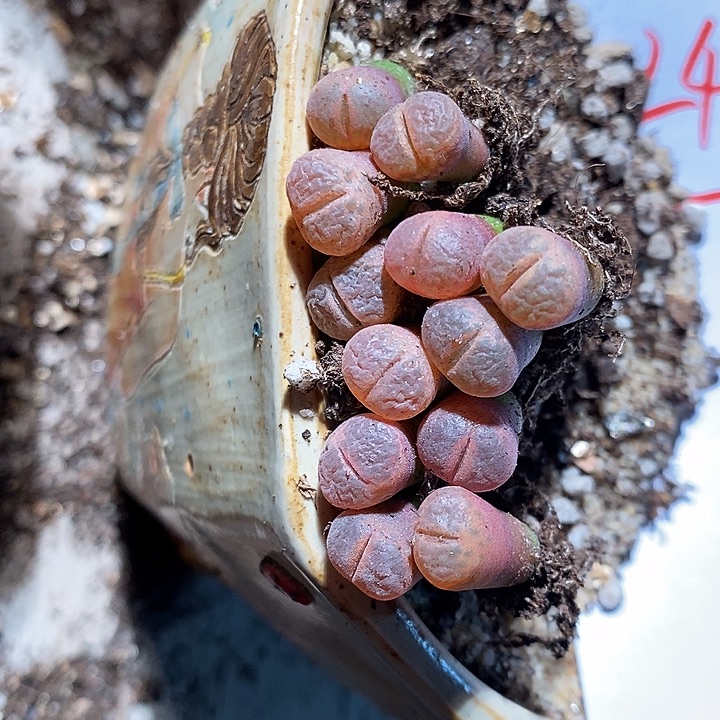 24373。    一颗c10风铃。   
