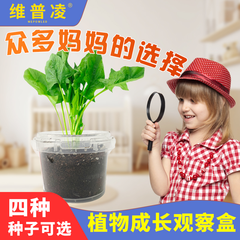 趣味植物生长观察盒小学生室内桌面种植小实验迷你盆栽