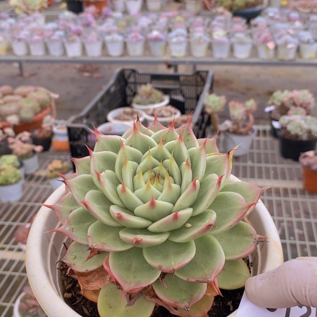 8512不知名一物一拍