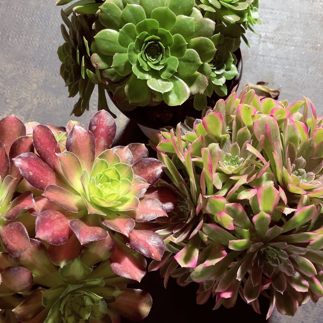 3颗30元法师多肉植物