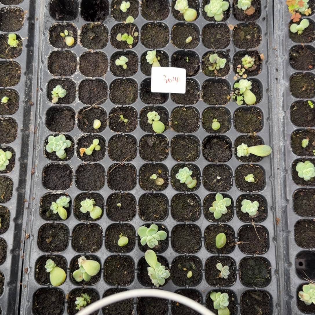 3014号154 一半托满20包邮