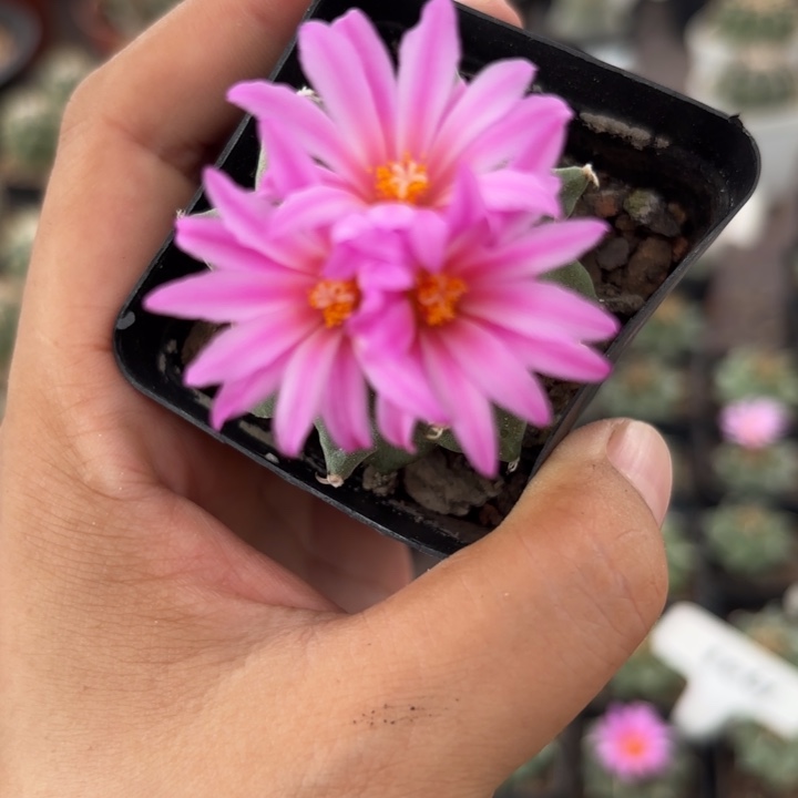 实生赤花娇丽好养皮实
