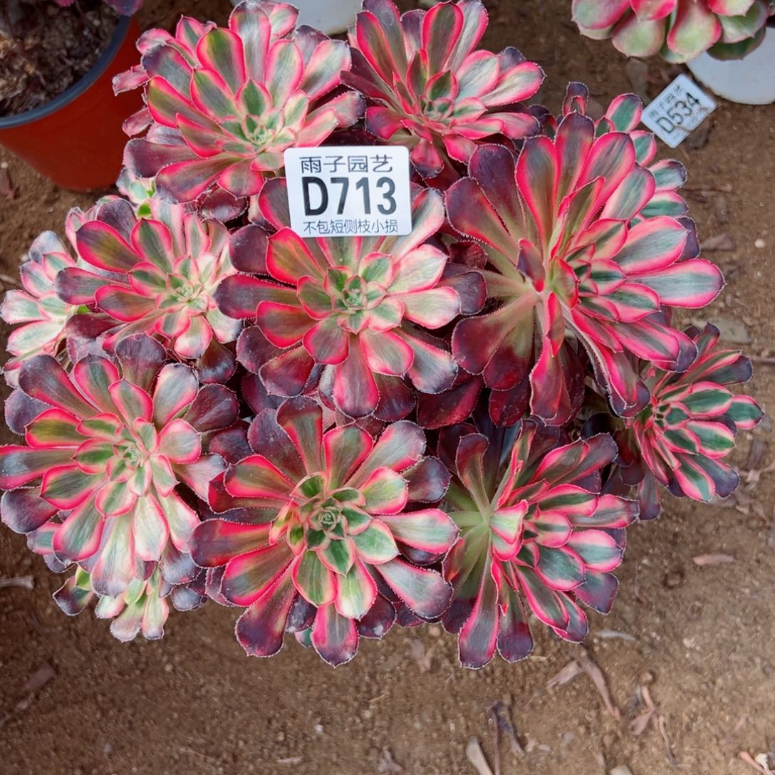 713丽娜雨子多肉植物