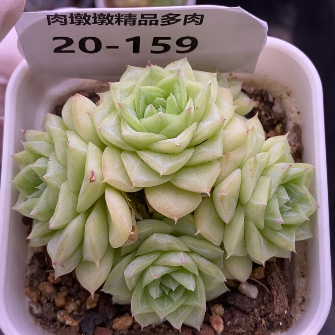 【闪购商品】20-159