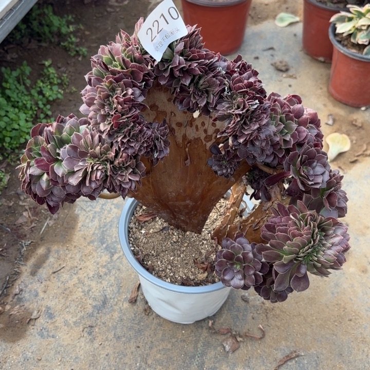 荷兰玫瑰坠多肉处理不包断头2210