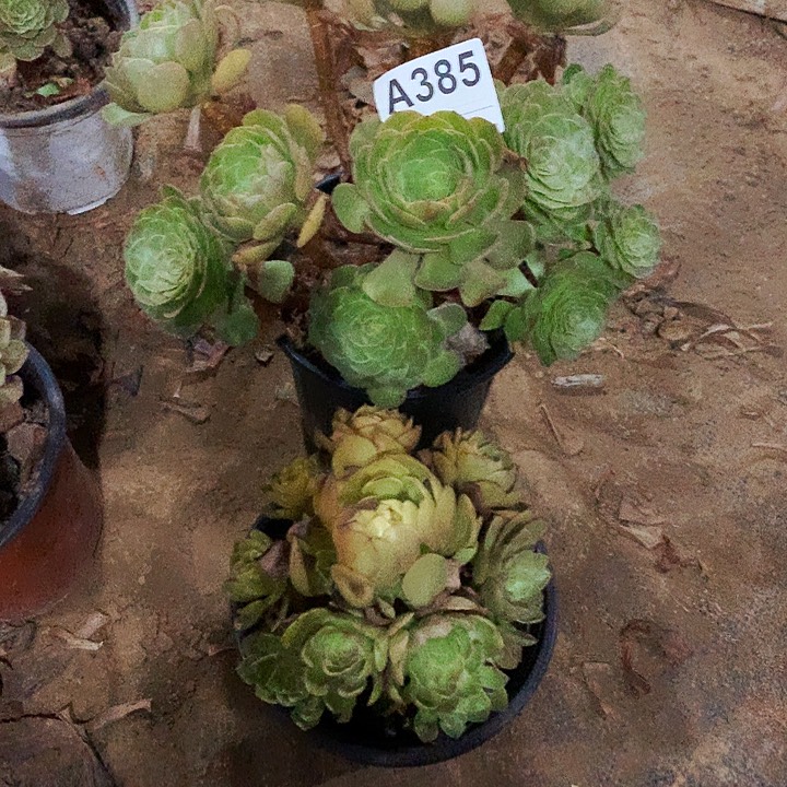 万圣节385➕红魔玫瑰法师