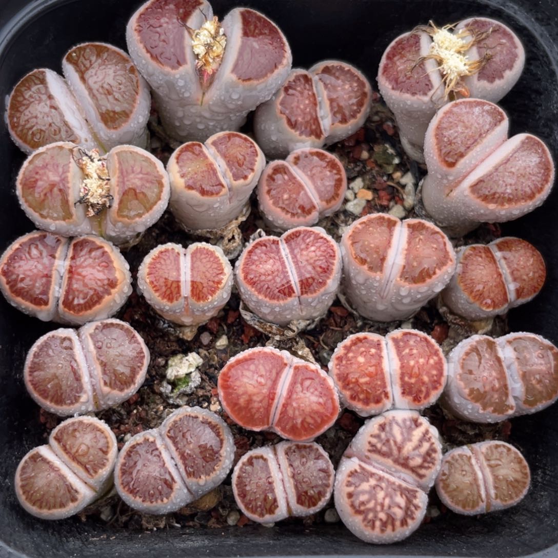 大盆特价一物一拍～21