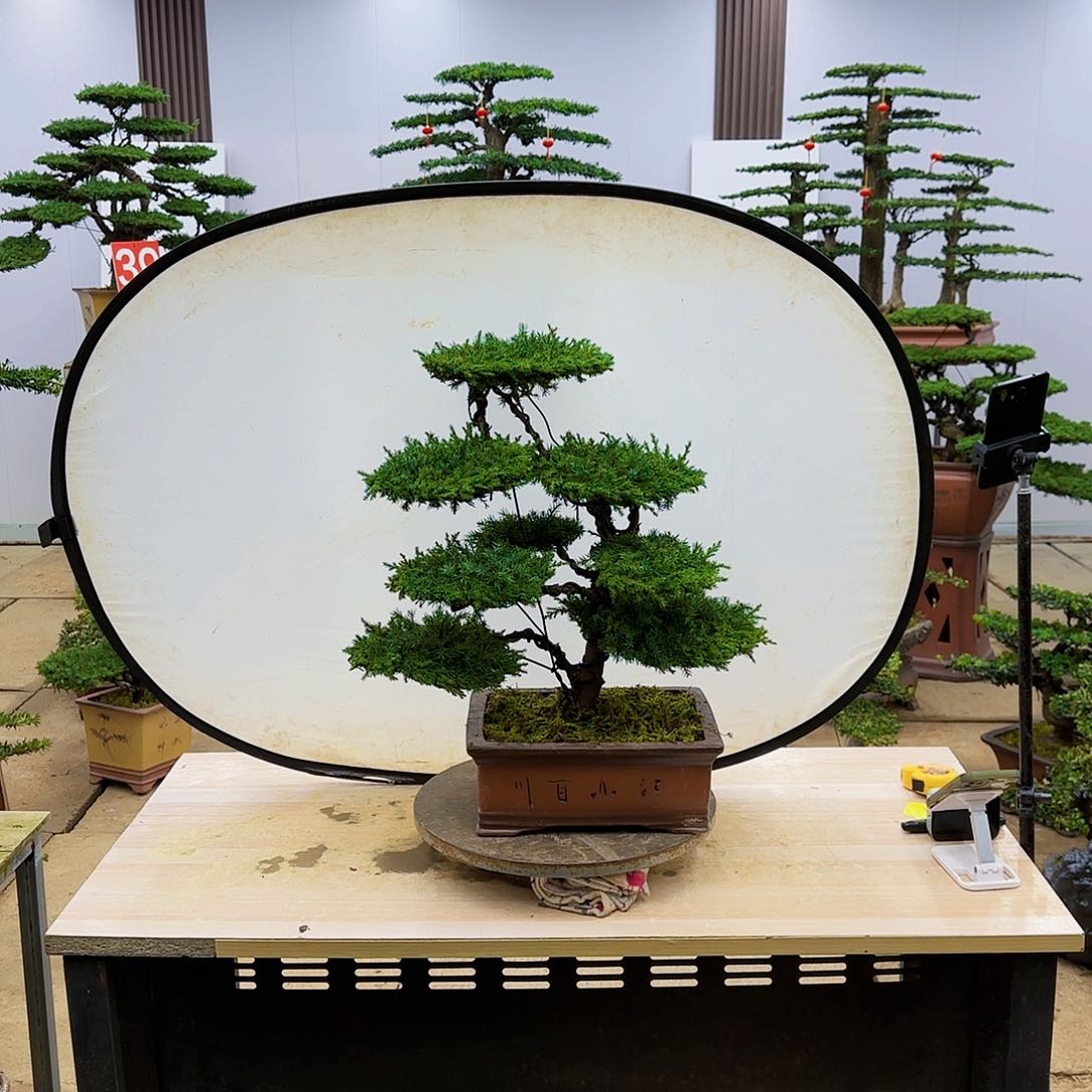 盆景直播间一物一拍
