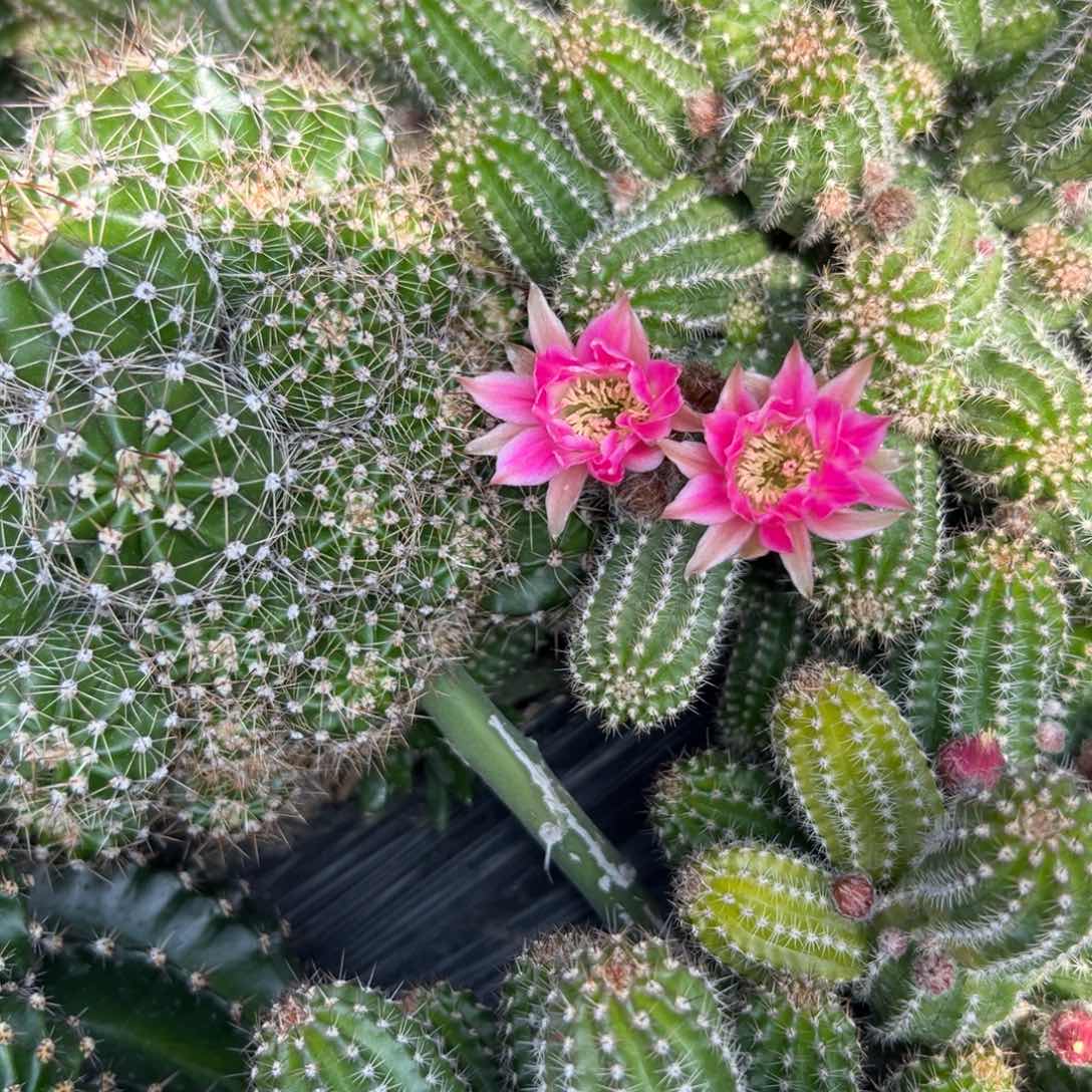 白檀仙人球白檀280侧芽