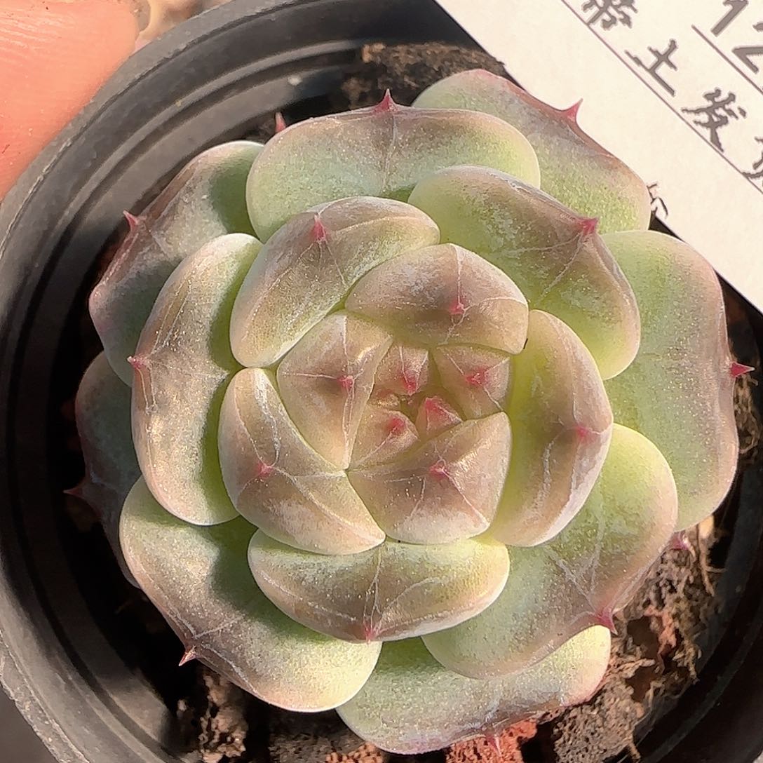 多肉1205-349糖心