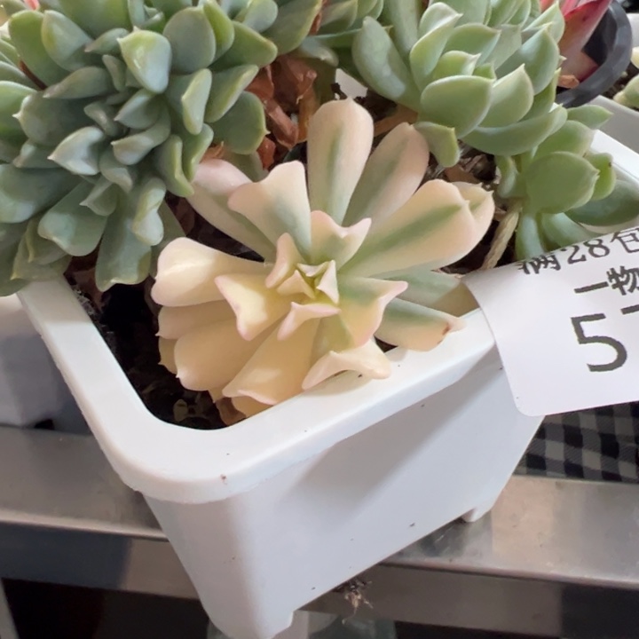 特玉莲锦多肉植物579