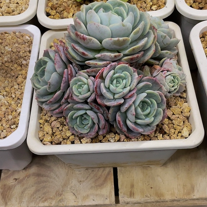 一物一拍一物一拍