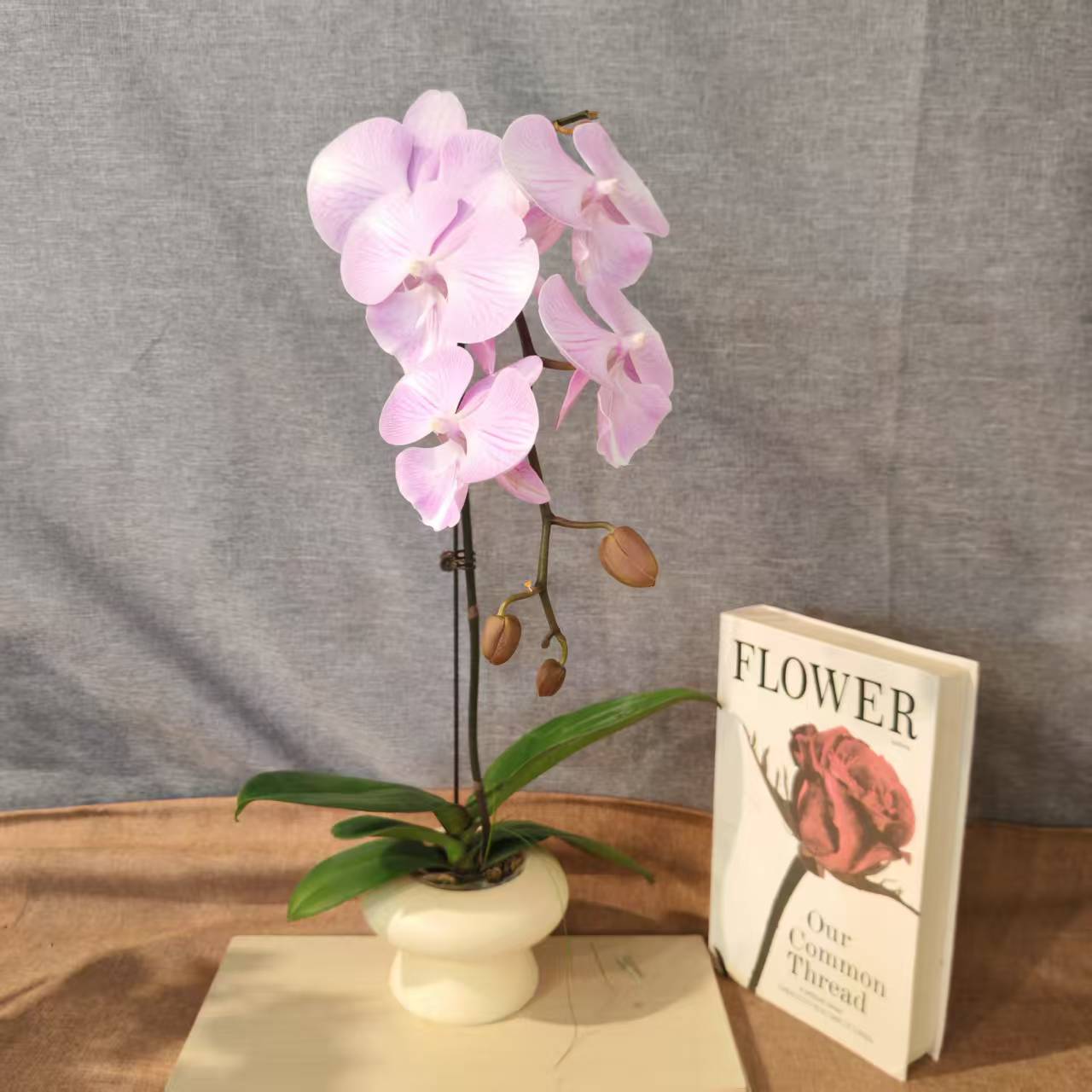 鲜花【天仙】蝴蝶兰室内种植观赏送礼带花发货