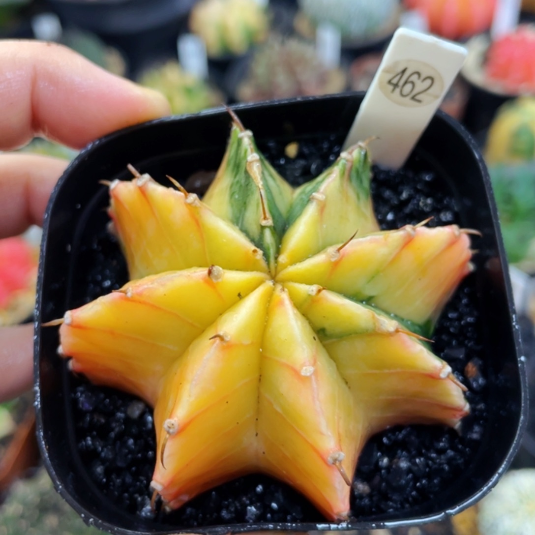 盆5公分满25包邮裸根发货