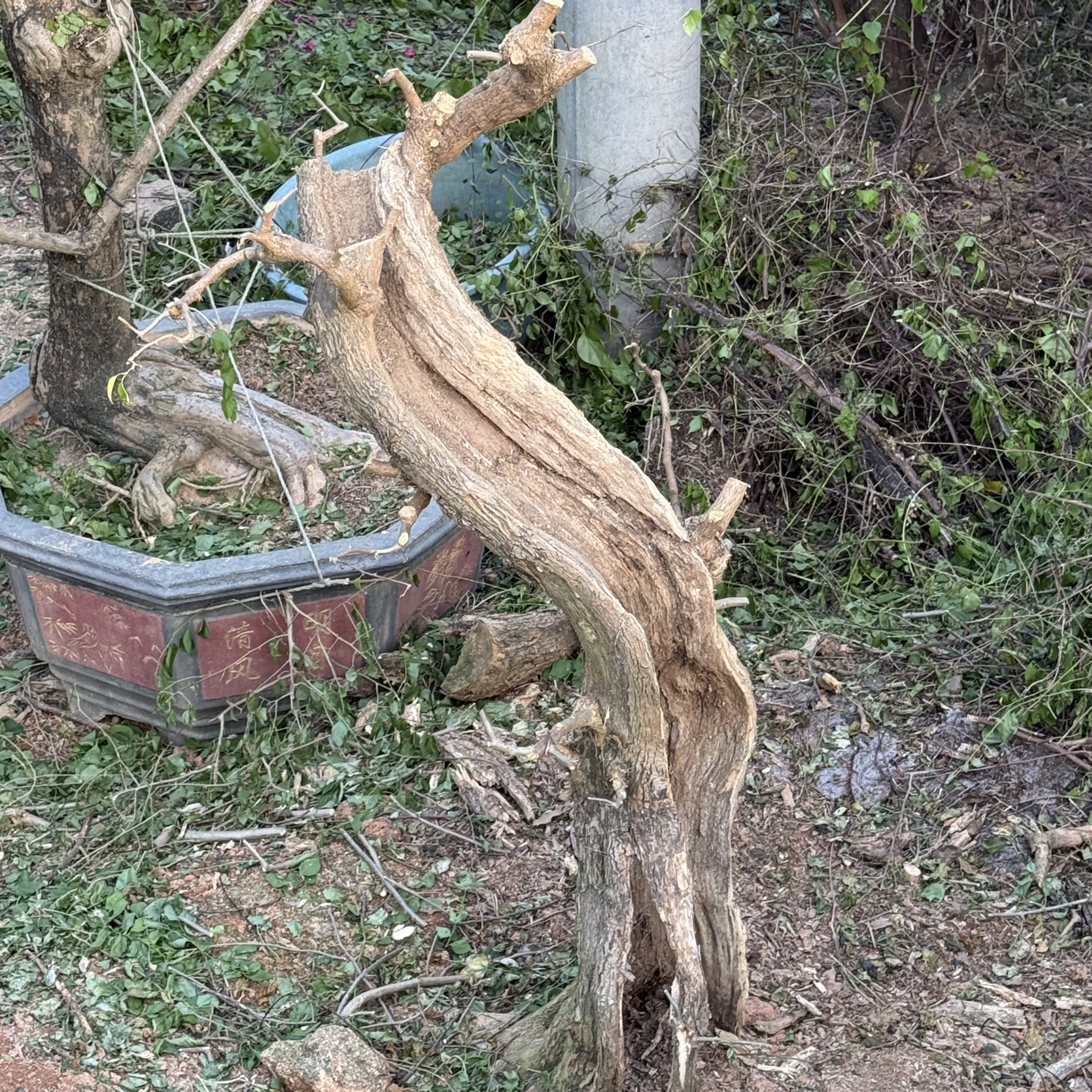 舍利三角梅精品老桩
