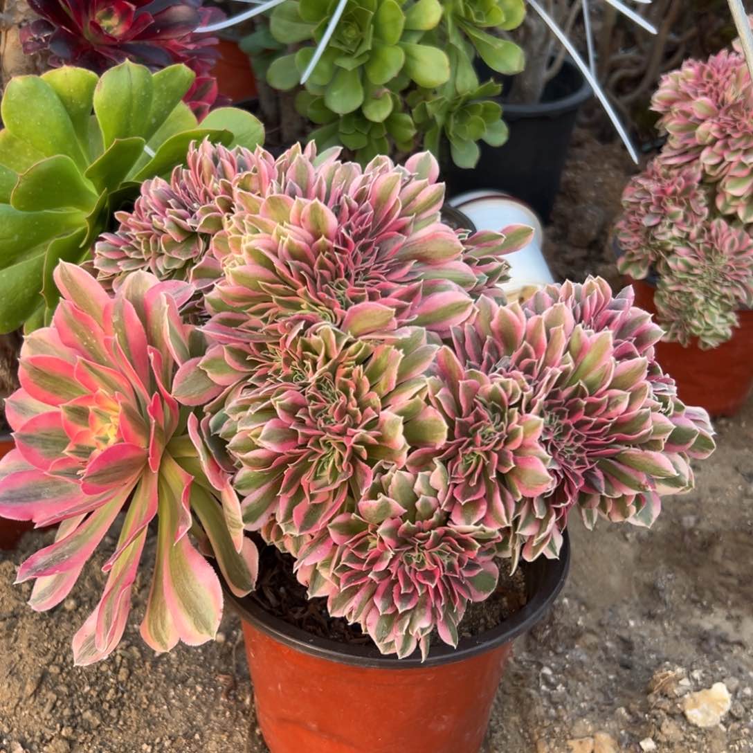 多肉植物多肉植物