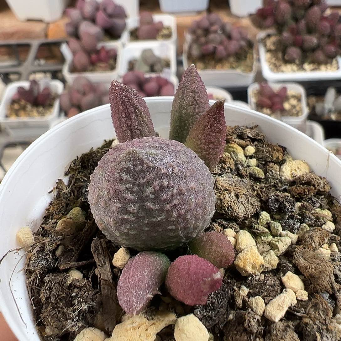 实生新品多肉水泡植物