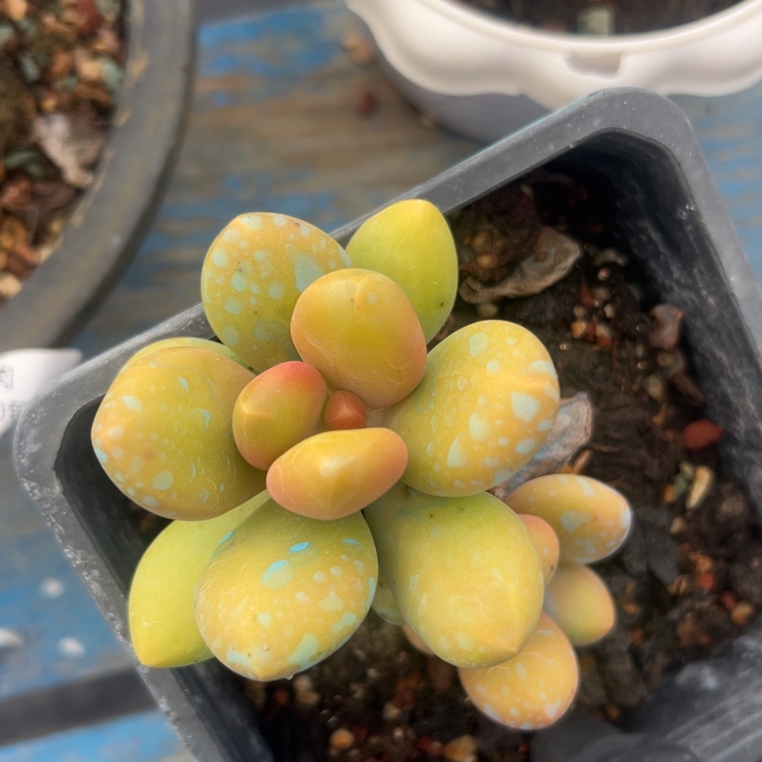 芒果奶～一物一拍2467