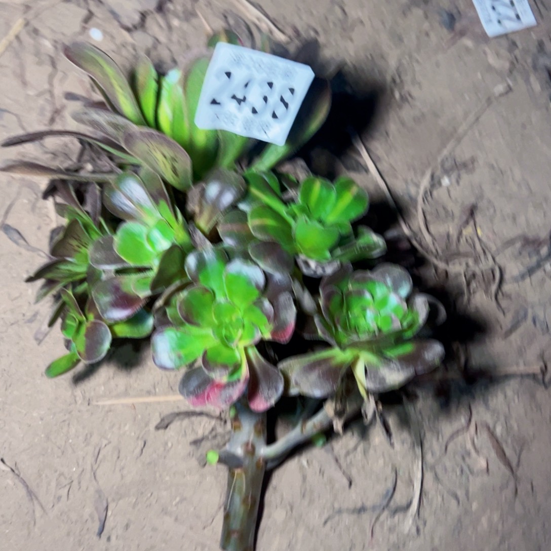 无根多肉植物法师爱马仕中斑
