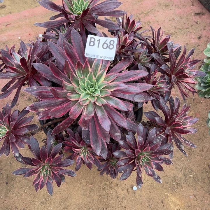 暖****孔雀锦微瑕168.多肉植物