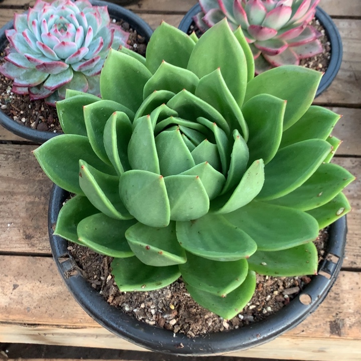 冷***！美肉特价活动开始啦