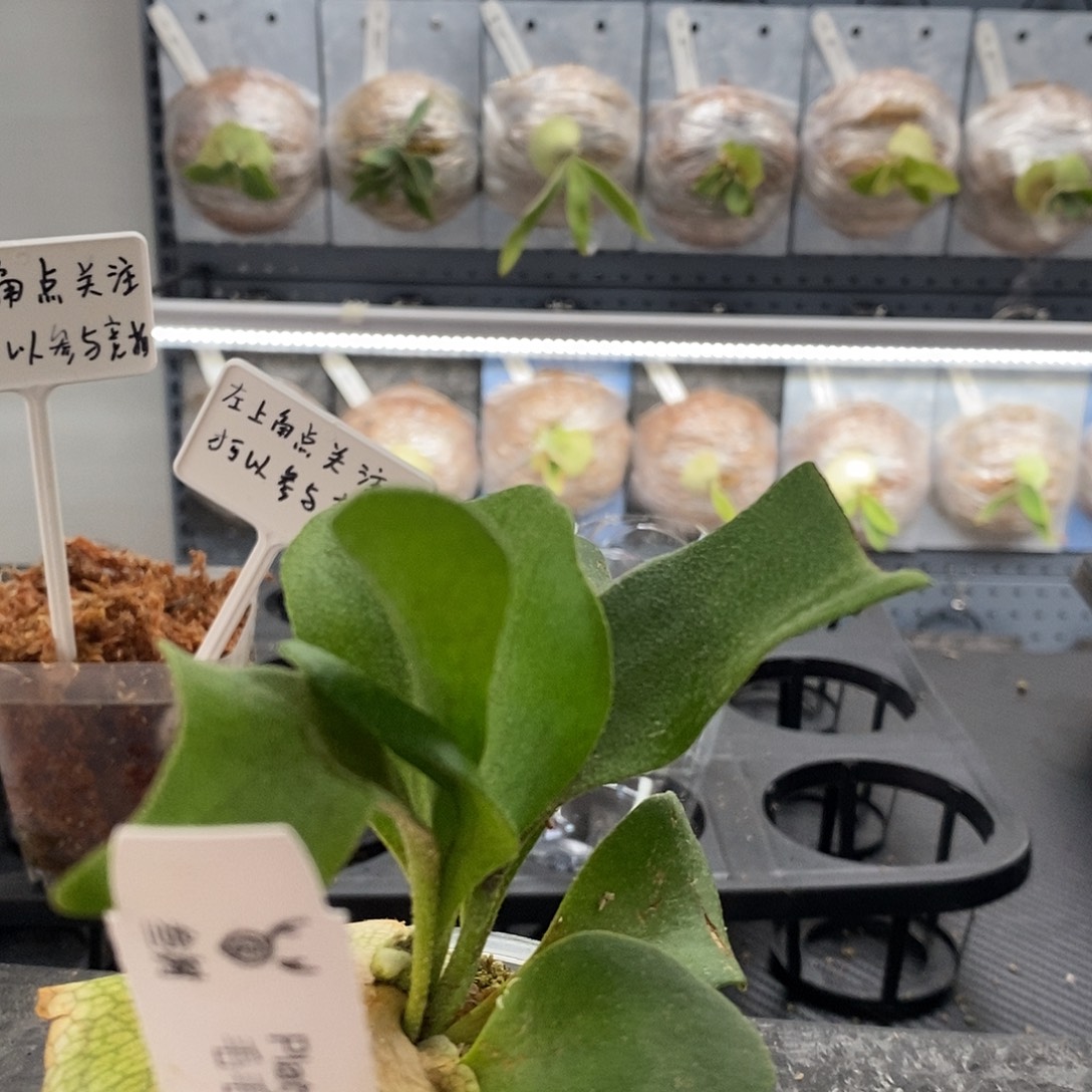 无花朵毛毛雨鹿角蕨