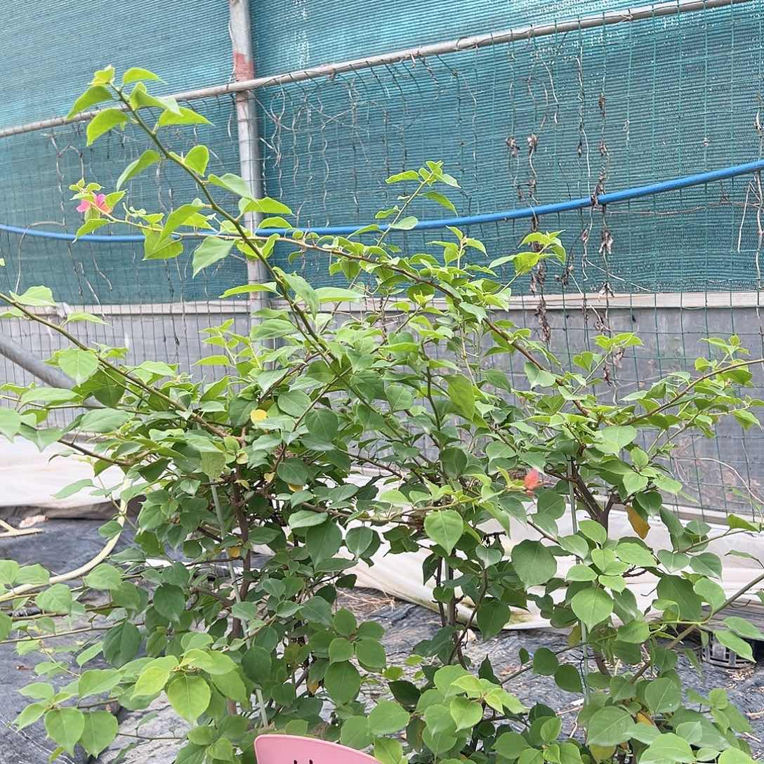 当前无花栽培后可以开花H39粉九月一棵