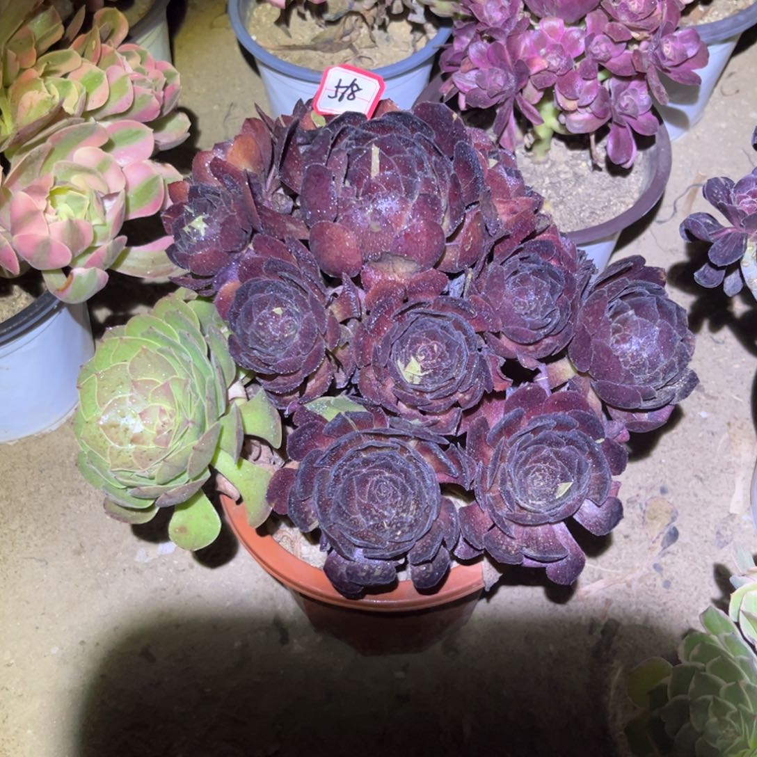 568多肉植物黑寡妇
