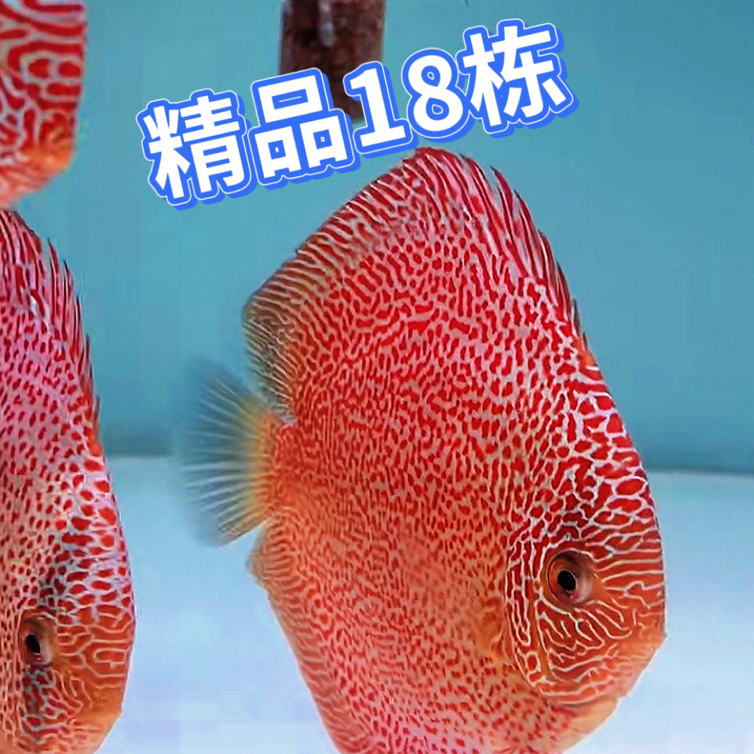 七彩神仙鱼18栋超细点蜘蛛侠淡水热带观赏热带鱼