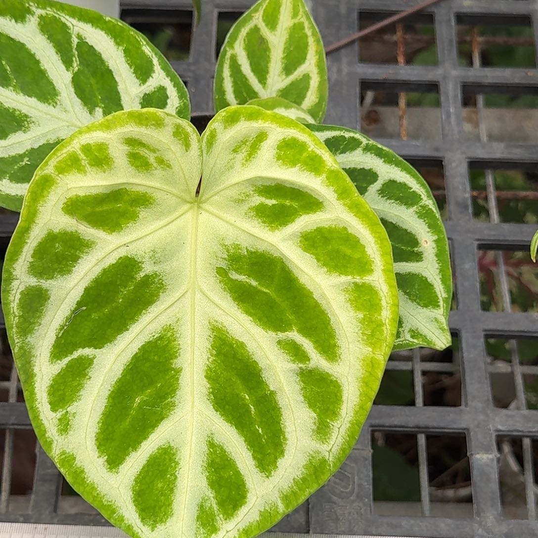 h***d完全开放X140叶损铜锣烧