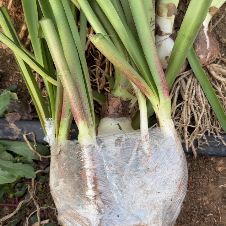 无花朵气质美女包对版