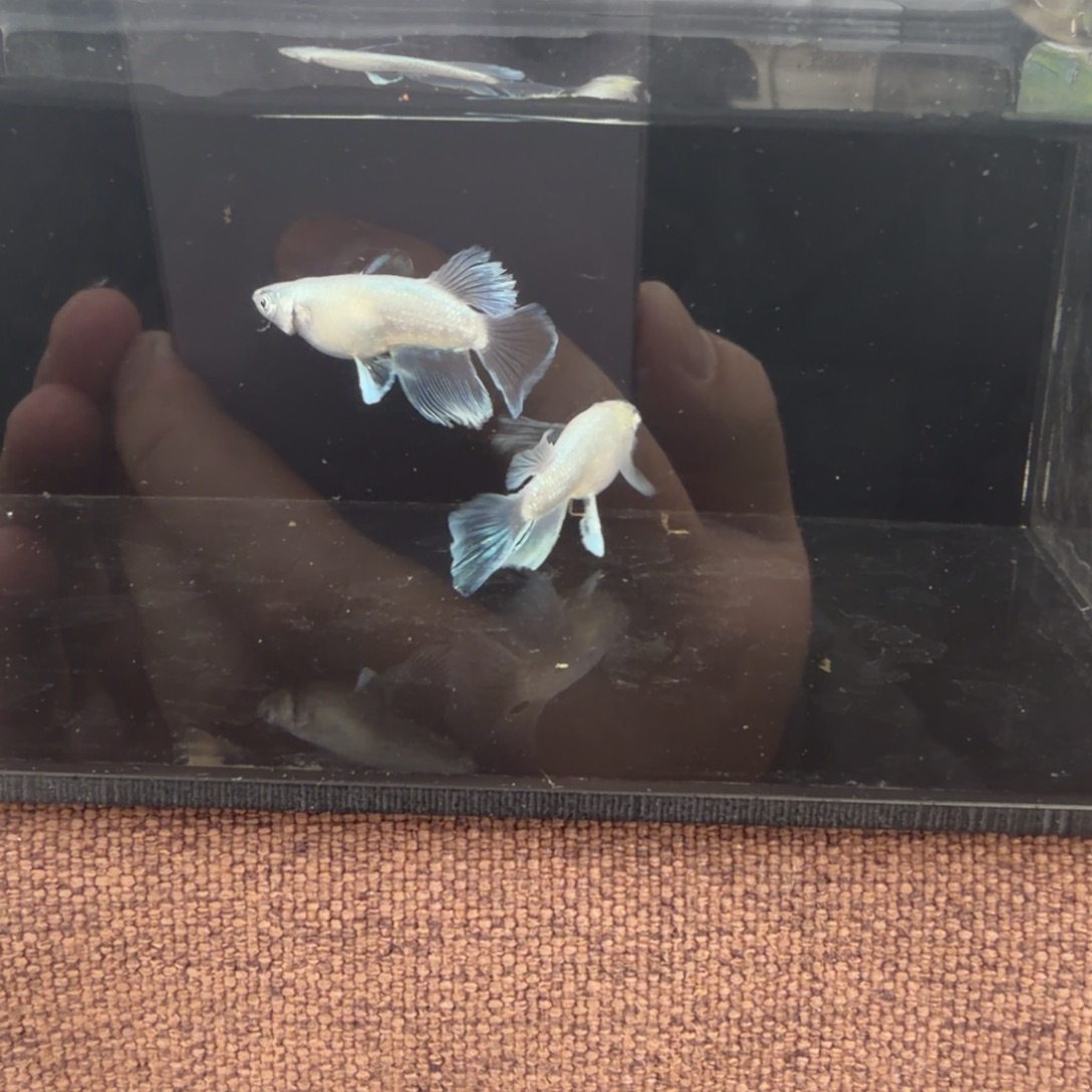 淡***逸青鳉鱼603.丝绸真长鳍一对