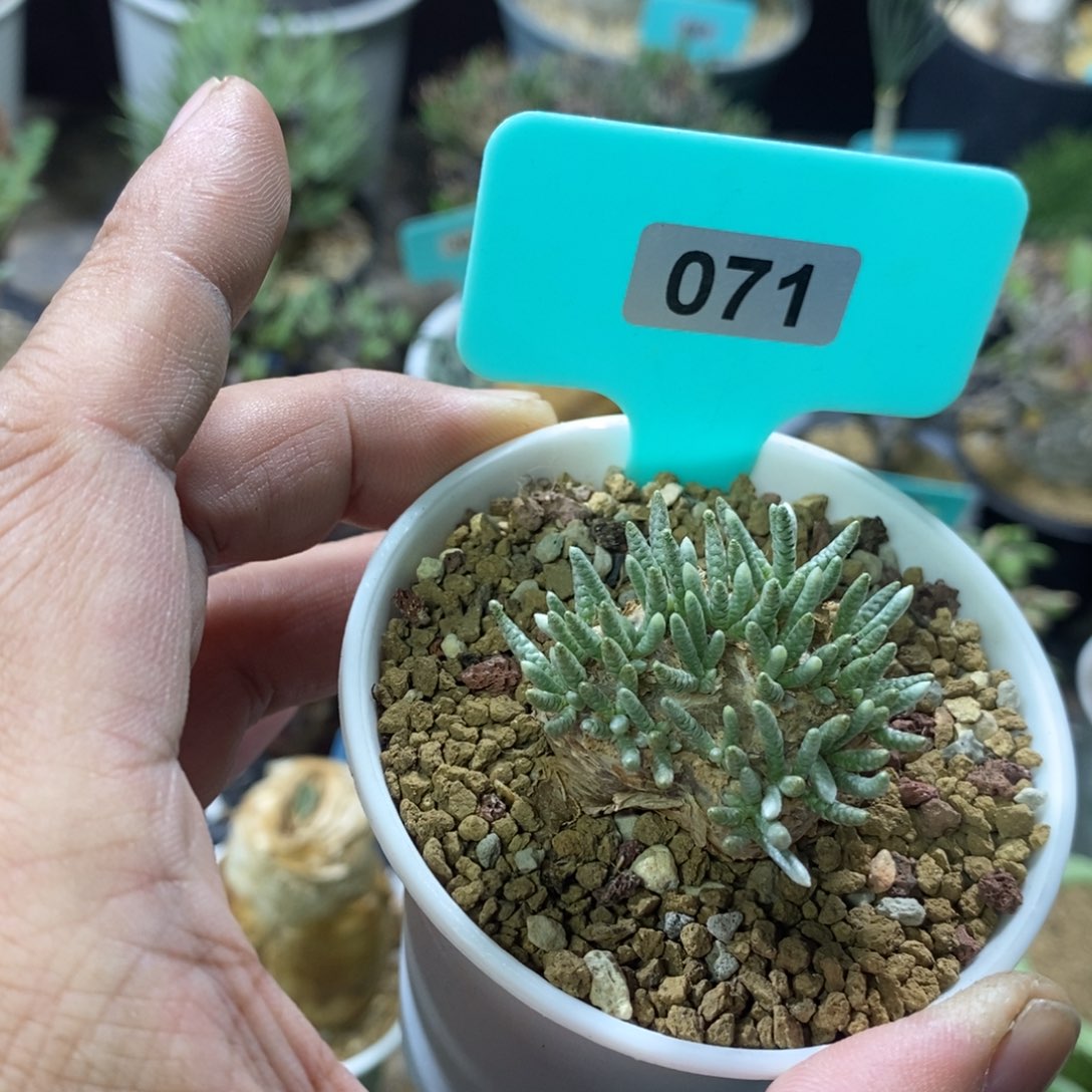 任锦多肉植物一个多肉