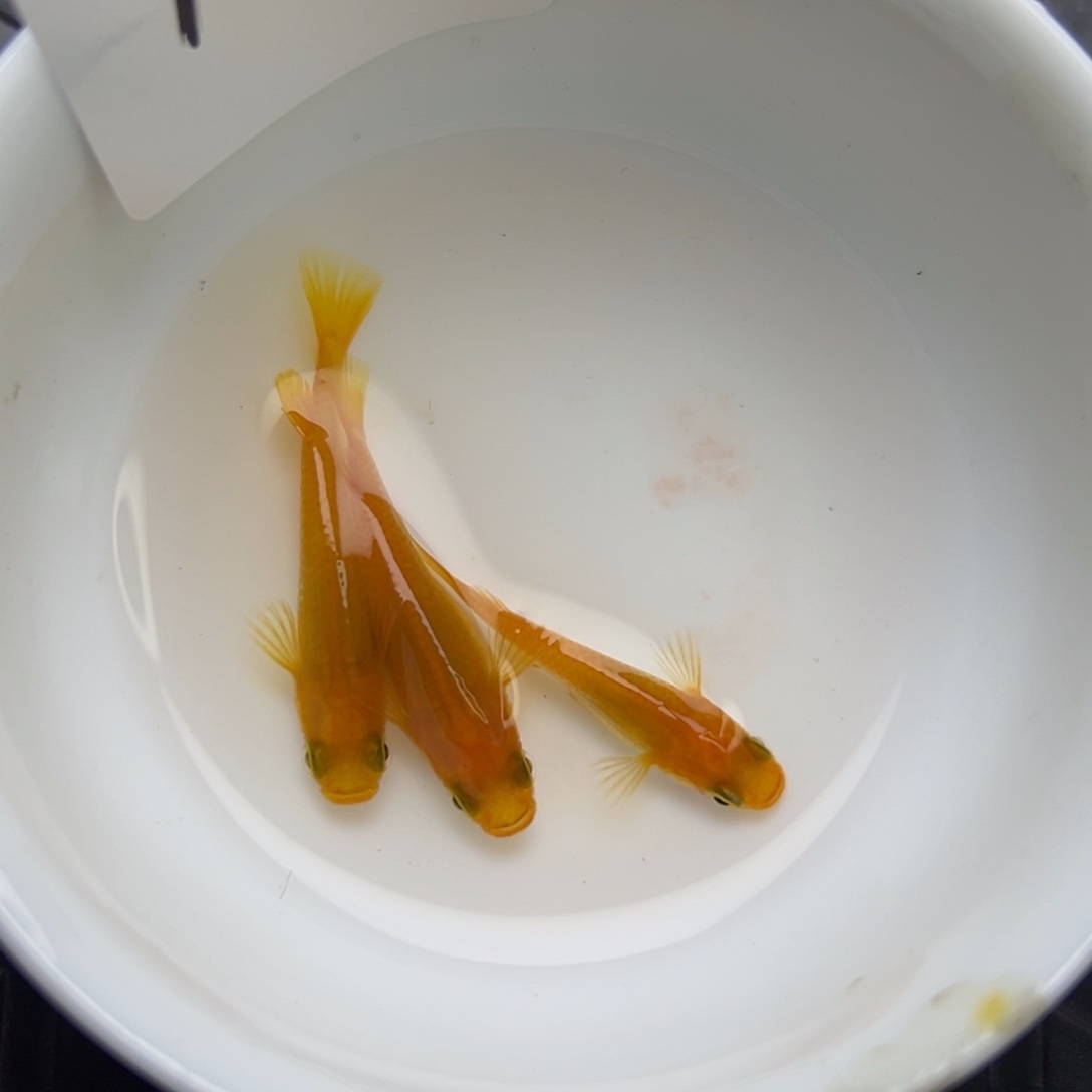 青鳉鱼12。       