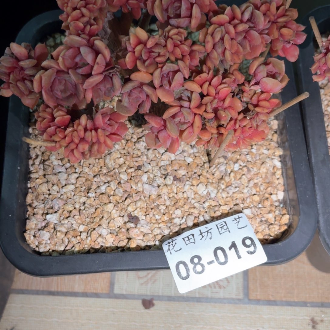 08.19大红袍缀化一个