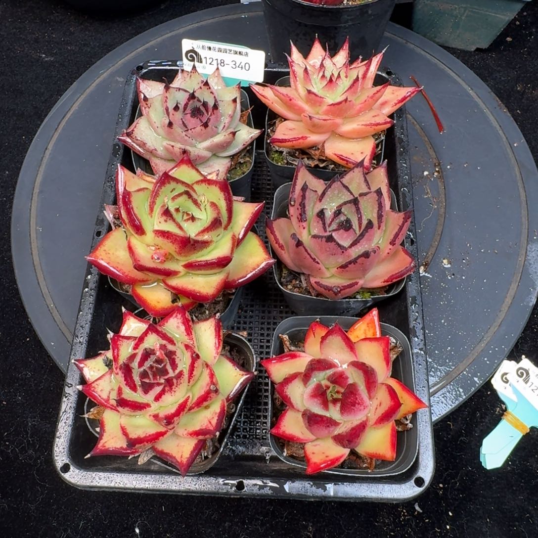 从前慢多肉精选编号1218.340