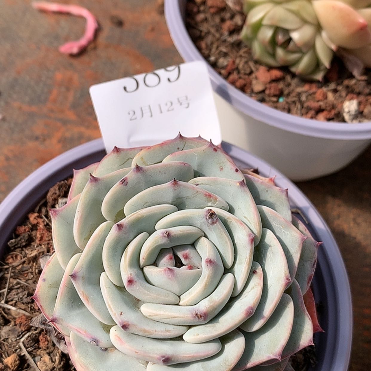 【闪购商品】云389