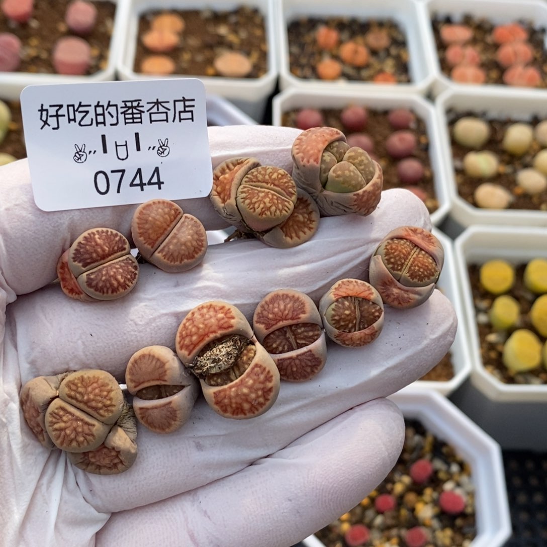 0744。零下拍保温。