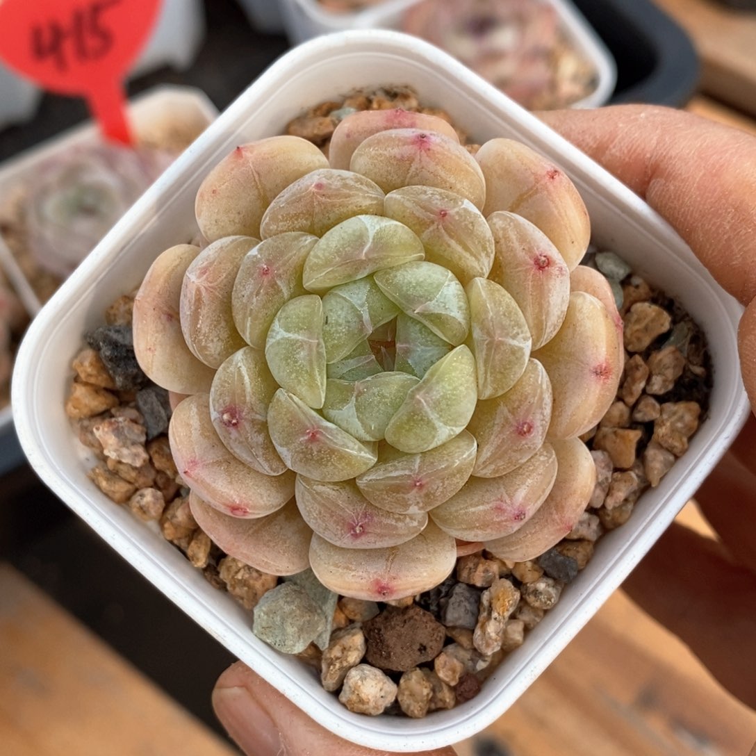 精品多肉一物一拍不包整66