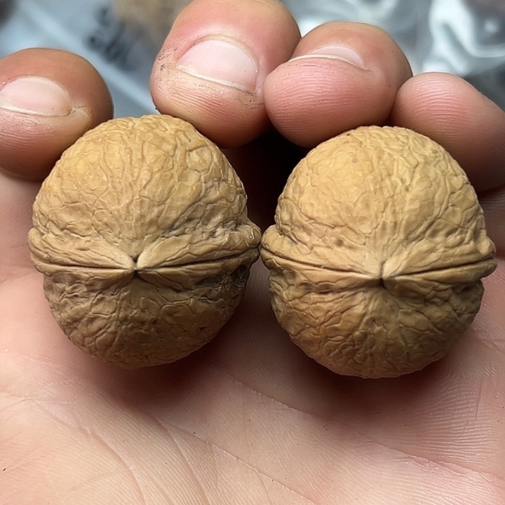 把件文玩核桃11号金蟒35尺