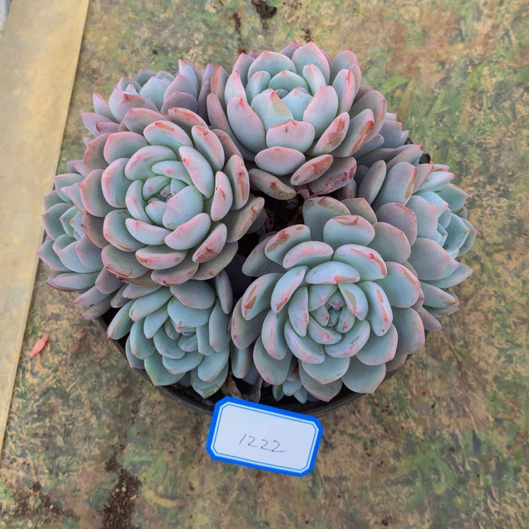 掐心橙群多肉植物