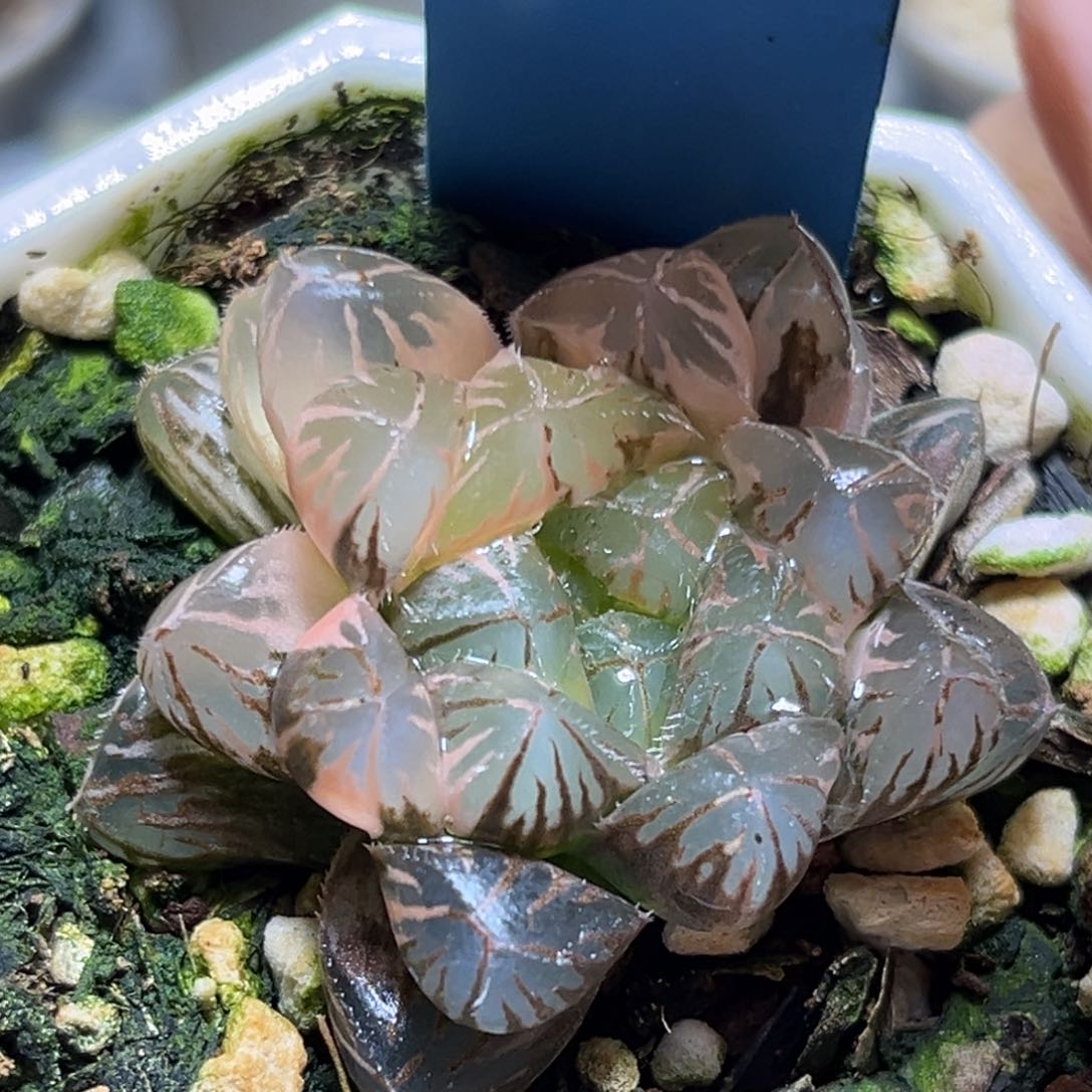 恭喜发财大吉大利849多肉