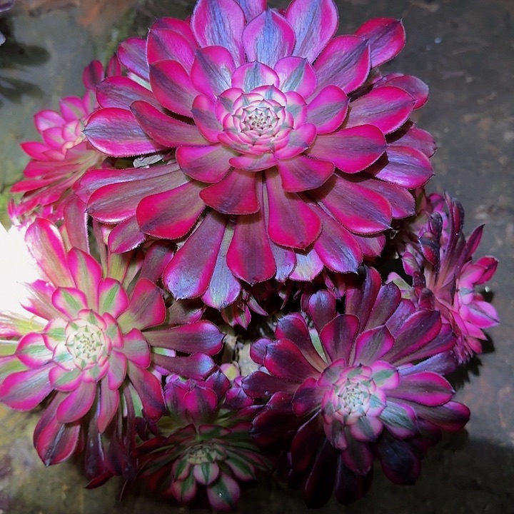 糖****）红铜壶超白锦捧花福利25