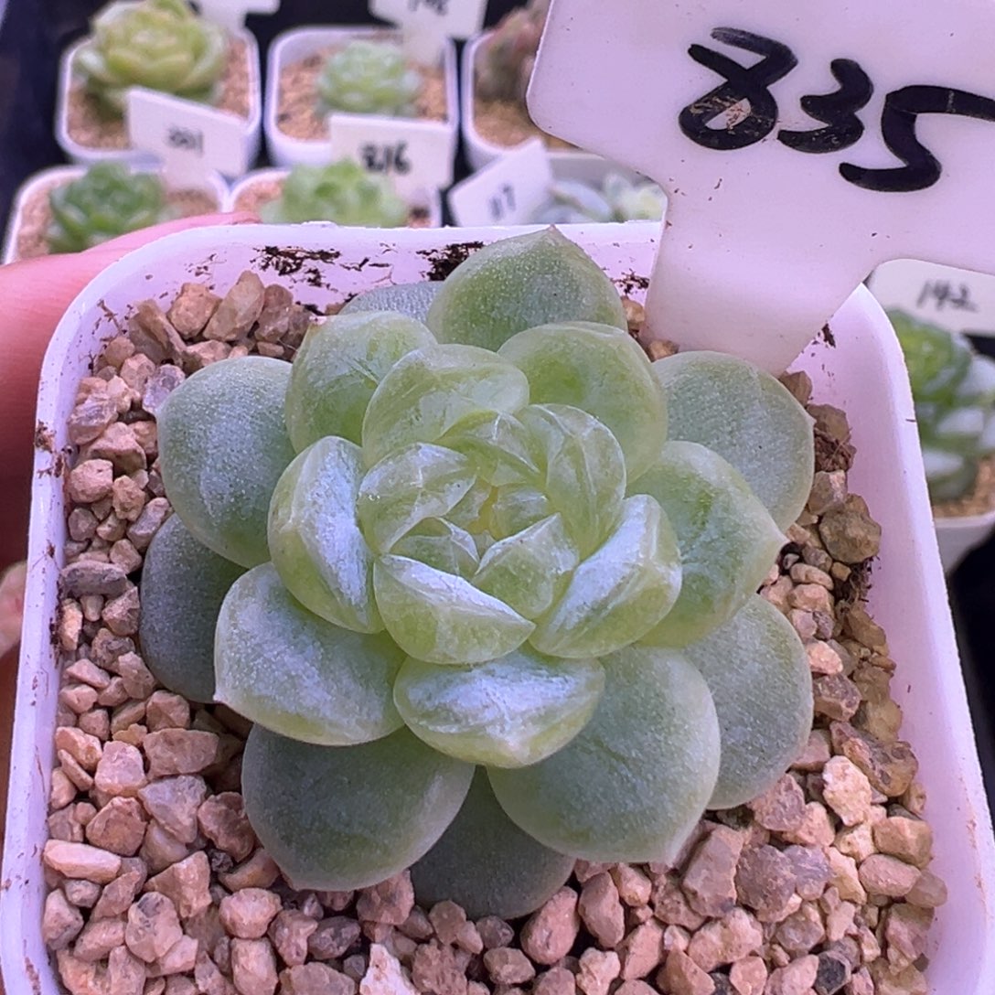 835号白冰 晗雨多肉